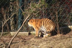 zoo-wuppertal-tschuna-daseep-06-033