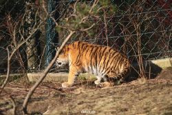 zoo-wuppertal-tschuna-daseep-06-034