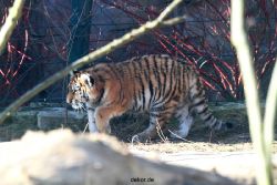 zoo-wuppertal-tschuna-daseep-06-036