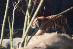 zoo-wuppertal-tschuna-daseep-06-037