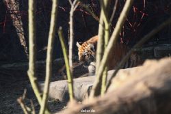 zoo-wuppertal-tschuna-daseep-06-038