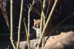 zoo-wuppertal-tschuna-daseep-06-039