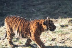 zoo-wuppertal-tschuna-daseep-06-040