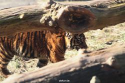 zoo-wuppertal-tschuna-daseep-06-041