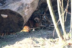 zoo-wuppertal-tschuna-daseep-06-042