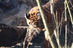 zoo-wuppertal-tschuna-daseep-06-043
