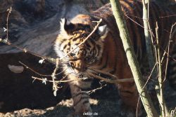 zoo-wuppertal-tschuna-daseep-06-044