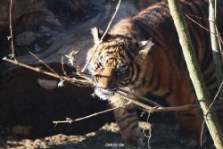 zoo-wuppertal-tschuna-daseep-06-045