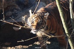 zoo-wuppertal-tschuna-daseep-06-046