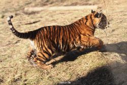 zoo-wuppertal-tschuna-daseep-06-047