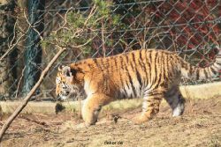 zoo-wuppertal-tschuna-daseep-06-048