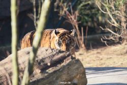 zoo-wuppertal-tschuna-daseep-06-049
