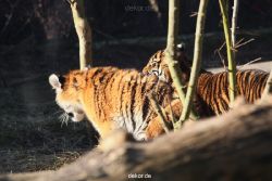 zoo-wuppertal-tschuna-daseep-06-050