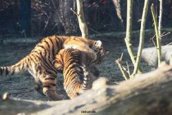 zoo-wuppertal-tschuna-daseep-06-051
