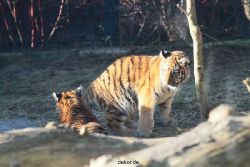 zoo-wuppertal-tschuna-daseep-06-052