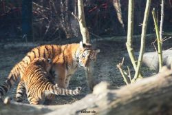 zoo-wuppertal-tschuna-daseep-06-053
