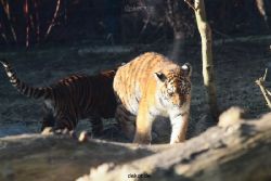 zoo-wuppertal-tschuna-daseep-06-054