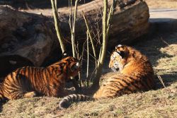 zoo-wuppertal-tschuna-daseep-06-055
