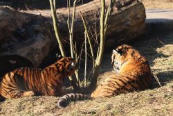 zoo-wuppertal-tschuna-daseep-06-056