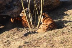 zoo-wuppertal-tschuna-daseep-06-057