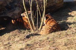 zoo-wuppertal-tschuna-daseep-06-058