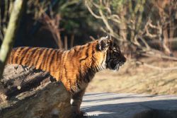 zoo-wuppertal-tschuna-daseep-06-059