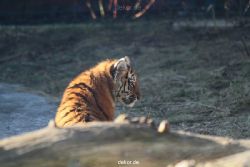 zoo-wuppertal-tschuna-daseep-06-060