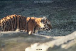 zoo-wuppertal-tschuna-daseep-06-061