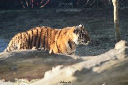 zoo-wuppertal-tschuna-daseep-06-062