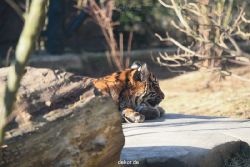 zoo-wuppertal-tschuna-daseep-06-063