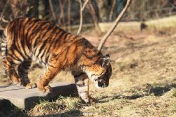 zoo-wuppertal-tschuna-daseep-06-065