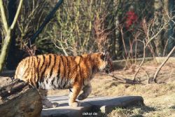 zoo-wuppertal-tschuna-daseep-06-068