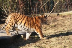 zoo-wuppertal-tschuna-daseep-06-069
