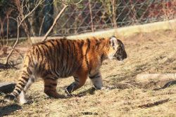 zoo-wuppertal-tschuna-daseep-06-070