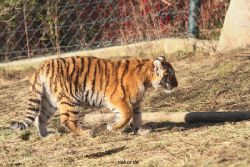 zoo-wuppertal-tschuna-daseep-06-071