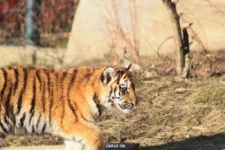 zoo-wuppertal-tschuna-daseep-06-072