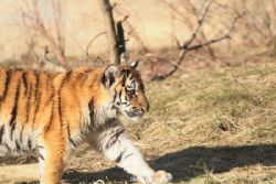 zoo-wuppertal-tschuna-daseep-06-073