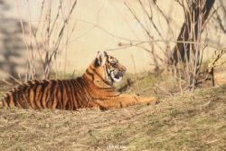 zoo-wuppertal-tschuna-daseep-06-074