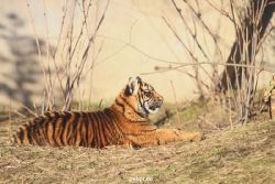 zoo-wuppertal-tschuna-daseep-06-075