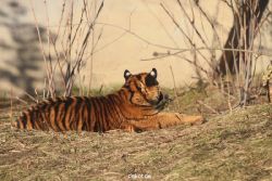 zoo-wuppertal-tschuna-daseep-06-076