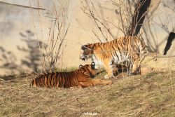 zoo-wuppertal-tschuna-daseep-06-077
