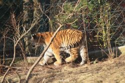 zoo-wuppertal-tschuna-daseep-06-078