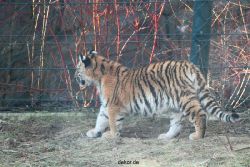 zoo-wuppertal-tschuna-daseep-06-079