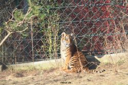 zoo-wuppertal-tschuna-daseep-06-081