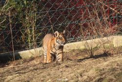 zoo-wuppertal-tschuna-daseep-06-084
