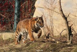 zoo-wuppertal-tschuna-daseep-06-087