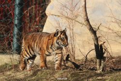 zoo-wuppertal-tschuna-daseep-06-088