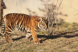zoo-wuppertal-tschuna-daseep-06-092