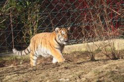 zoo-wuppertal-tschuna-daseep-06-097