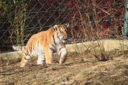 zoo-wuppertal-tschuna-daseep-06-098